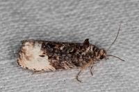 Hedya nubiferana
