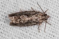 Zeiraphera isertana