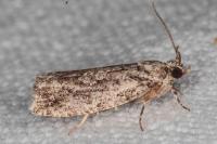 Zeiraphera isertana