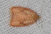 Acleris forsskaleana