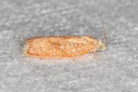 Acleris forsskaleana