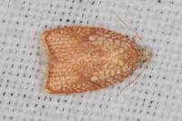 Acleris forsskaleana