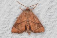 Apoda limacodes