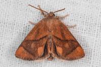 Apoda limacodes