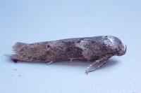 Blastobasis glandulella