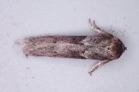Blastobasis glandulella