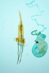 Blastobasis glandulella