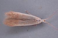 Coleophora avellanae