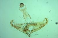 Coleophora avellanae
