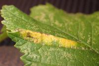 Phyllonorycter tristrigella