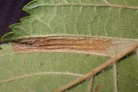Phyllonorycter tristrigella