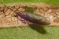 Phyllonorycter tristrigella
