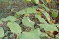 Phyllonorycter schreberella