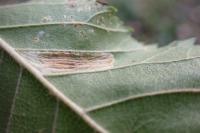 Phyllonorycter schreberella