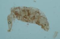 Canephora hirsuta