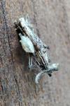 Proutia betulina
