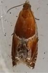 Ancylis obtusana