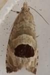 Notocelia uddmanniana