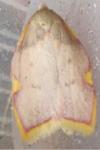 Carcina quercana