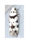 Pseudotelphusa scalella