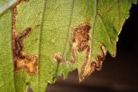 Stigmella ulmivora