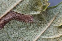 Stigmella ulmivora
