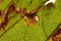 Stigmella ulmivora