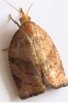 Pandemis dumetana