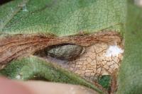 Phyllonorycter tristrigella