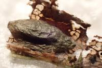 Phyllonorycter tristrigella