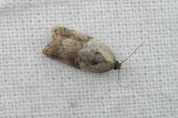 Acleris variegana