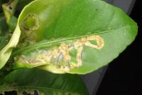 Phyllocnistis citrella