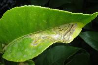 Phyllocnistis citrella