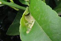 Phyllocnistis citrella