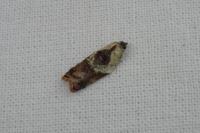 Acleris variegana