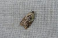 Acleris variegana