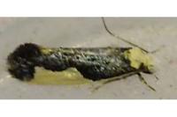 Monopis monachella