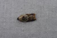 Acleris variegana