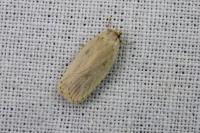 Agonopterix carduncelli