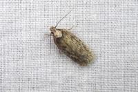 Depressaria