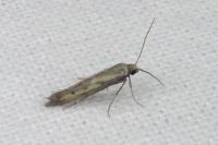 Ochromolopis ictella