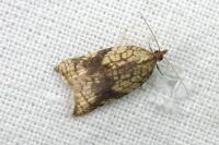 Acleris rhombana