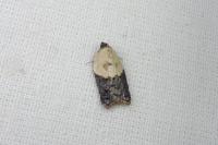 Acleris variegana