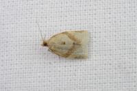Clepsis consimilana