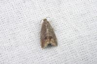 Cydia pomonella