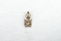 Acleris variegana