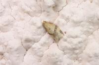 Clepsis consimilana