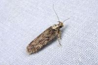 Depressaria