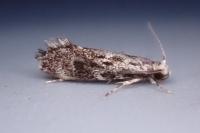 Dryadaula heindeli