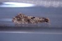 Nemapogon ruricolellus